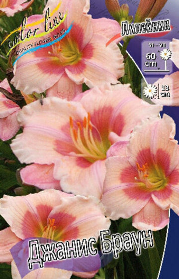 Лилейник Джанис Браун