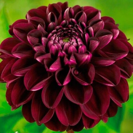 Георгин Арабиан Мистери (1 шт) Волжский Сад