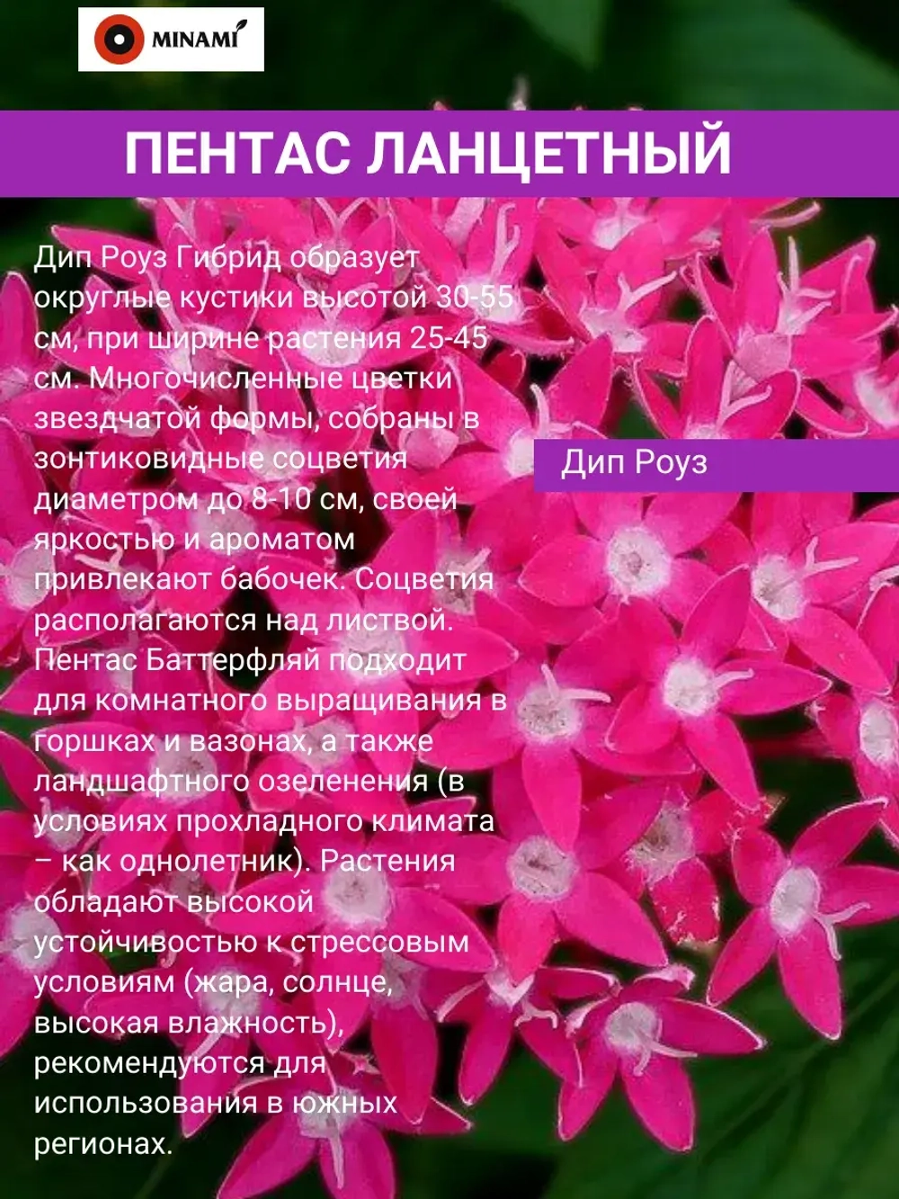 Пентас ланцетный набор