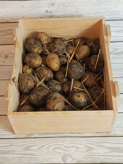 Картофель Гала