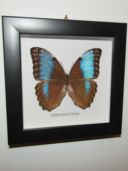Бабочка Morpho helenor marinita в рамке