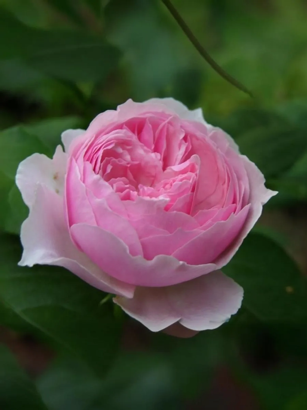 Роза флорибунда Гартентрауме