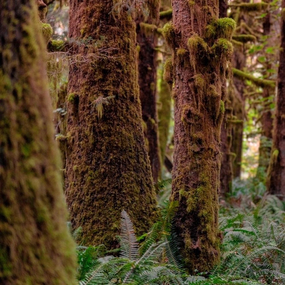 Красное дерево и мох (Redwoods and Moss)