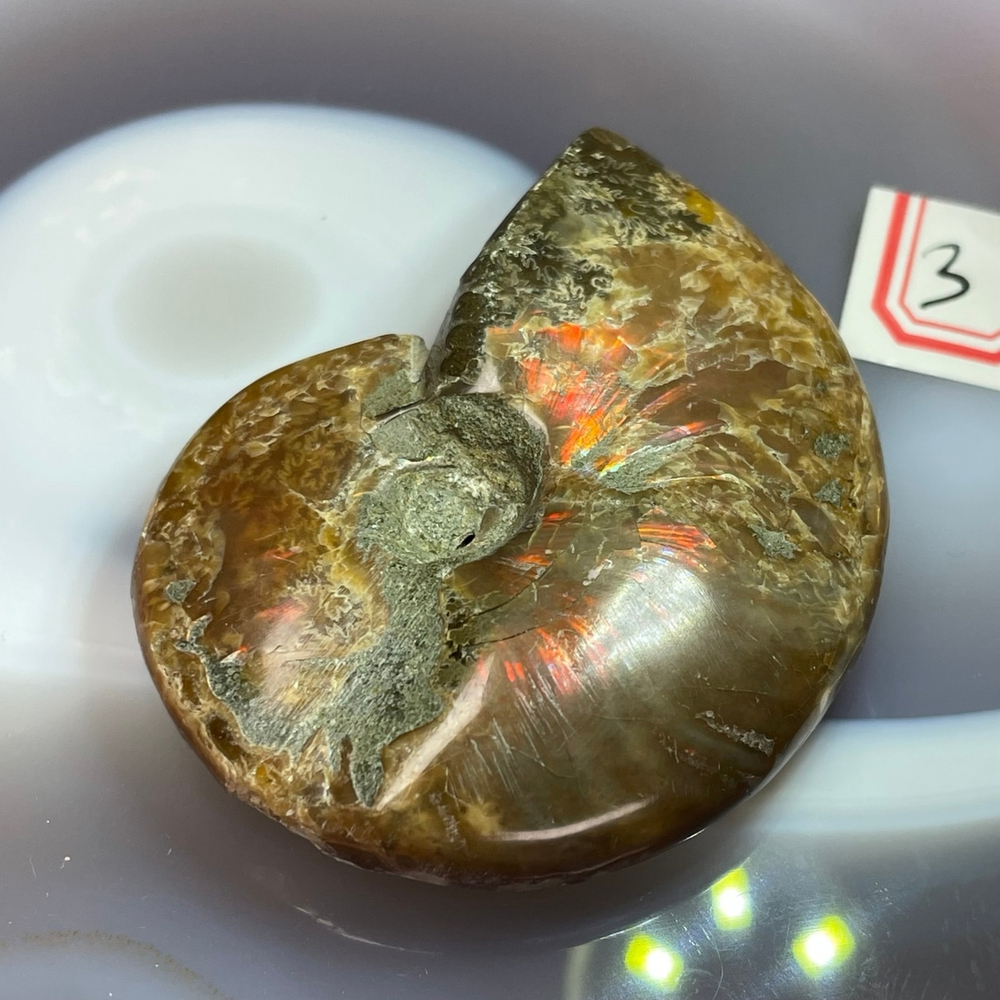 30621 * Аммонит Бусина 52-54мм