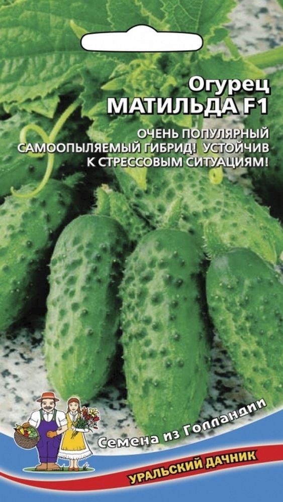 Огурец &quot;G. Матильда F1&quot; 10шт., Россия.