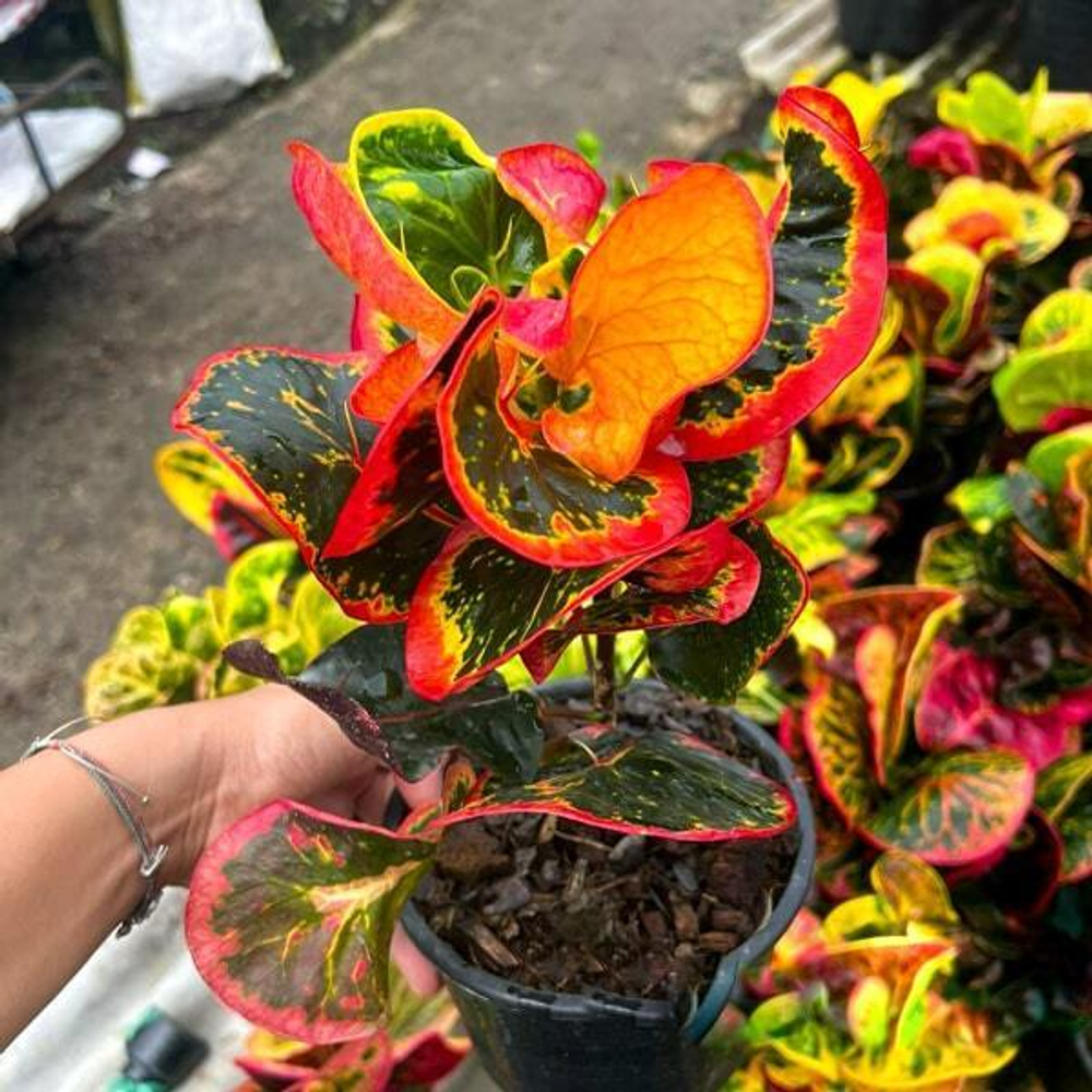 Кротон NAM CHOK