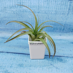 Тillandsia Capitata (Тилландсия Капитата)