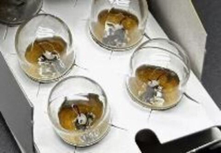 Автолампа  Р 12- 5 (R5W)  в габариты Narva (17171)к*