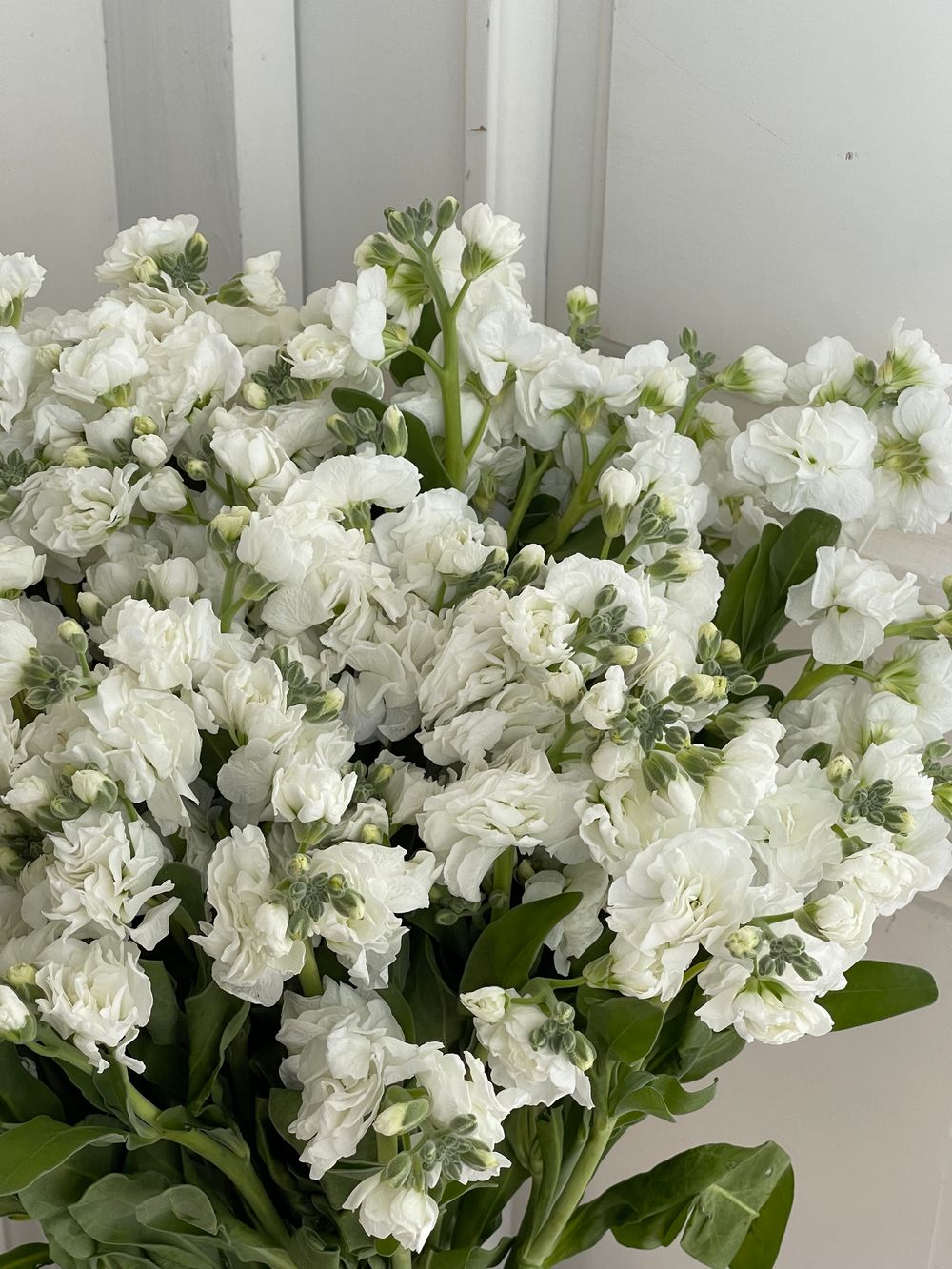 Маттиола кустовая в белом оттенке