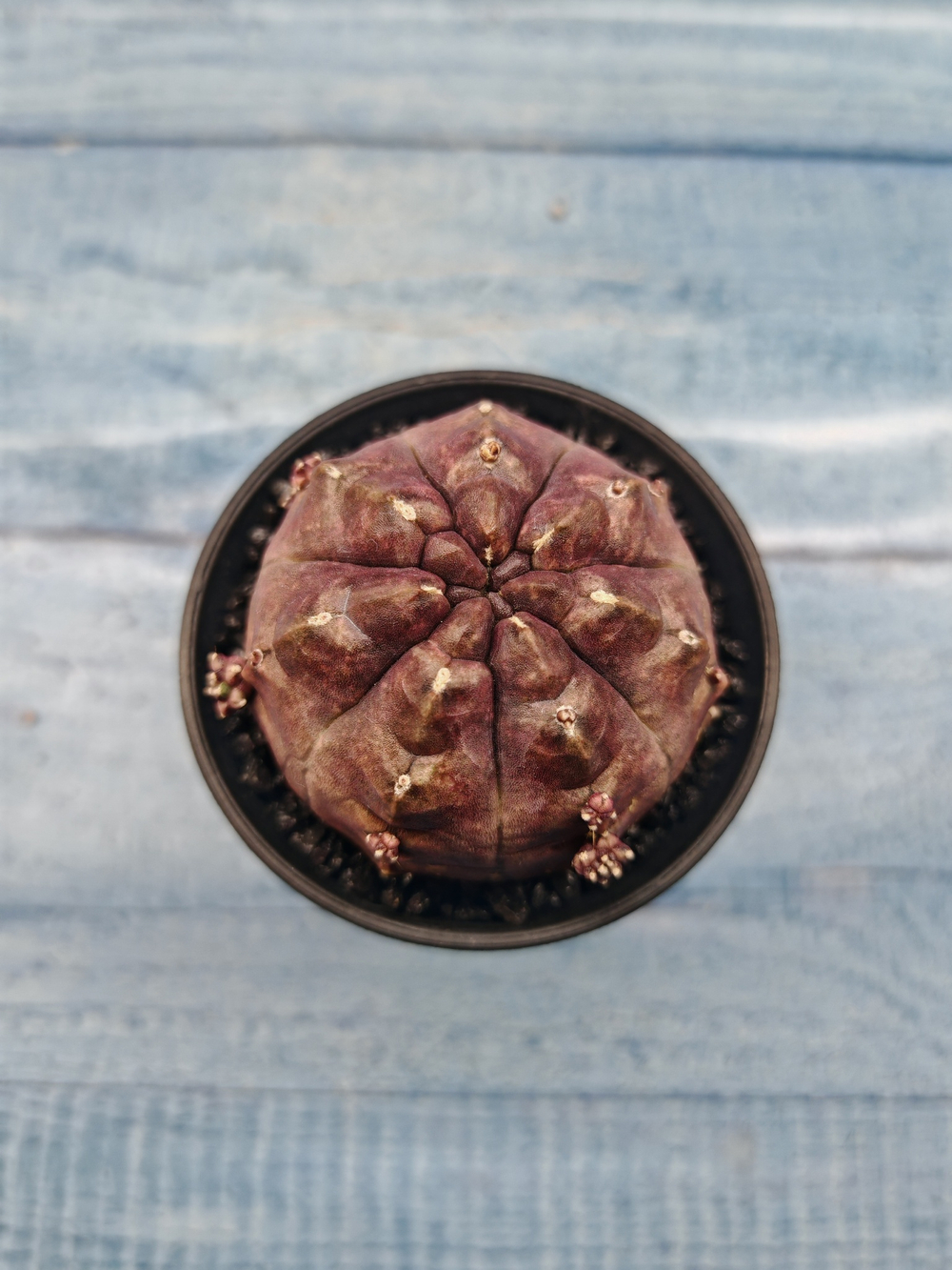 Gymnocalycium Daydream (Гимнокалициум)