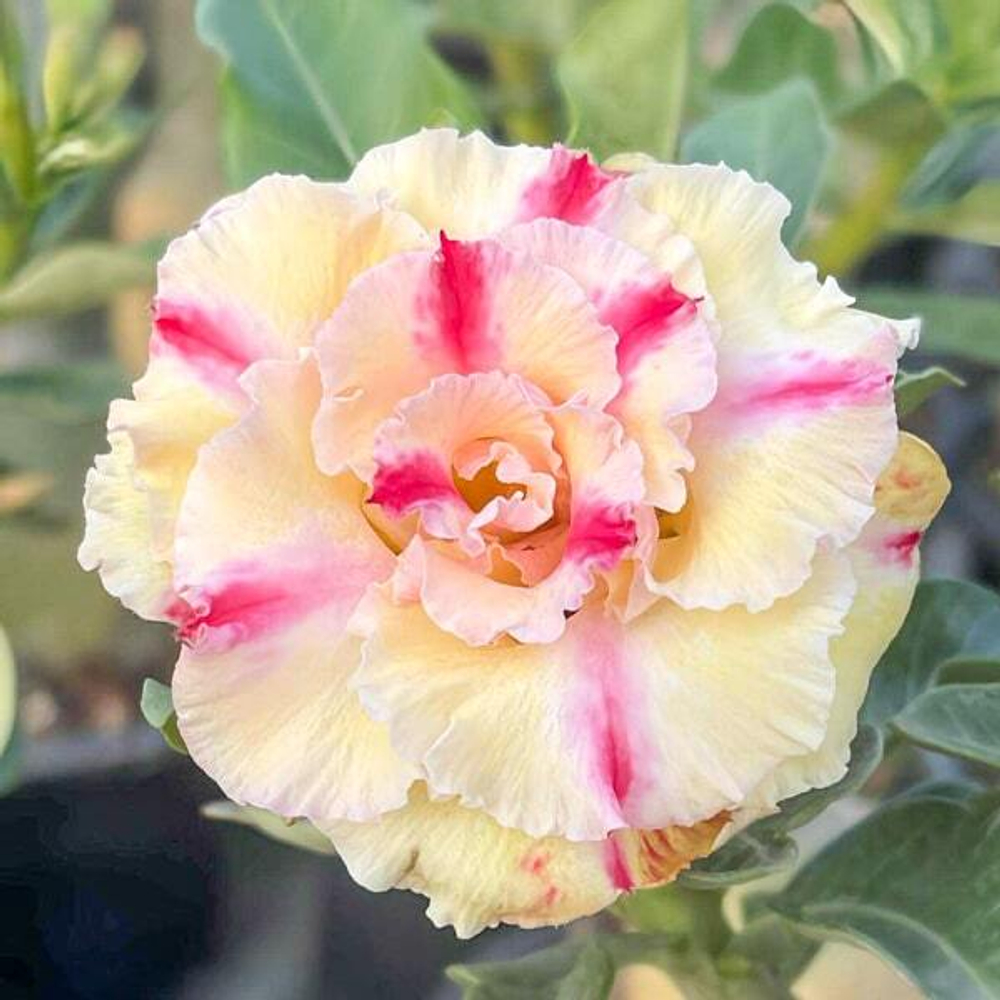 Адениум JULIETTE