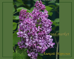 Сирень Алексей Маресьев