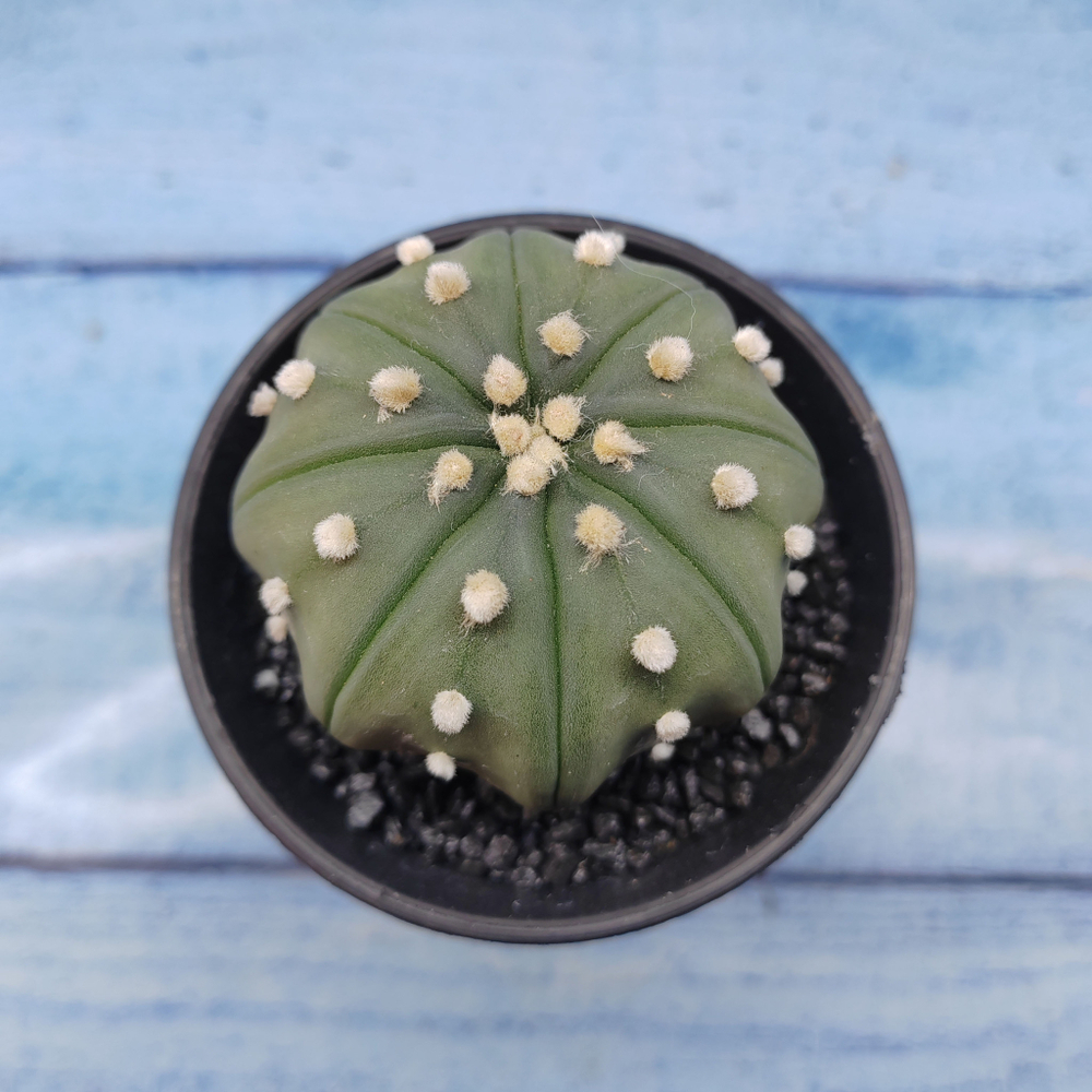 Astrophytum Asterias (Астрофитум)