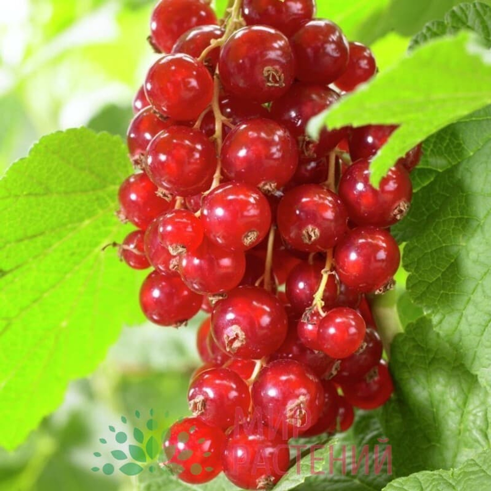 Смородина красная Голандская красная