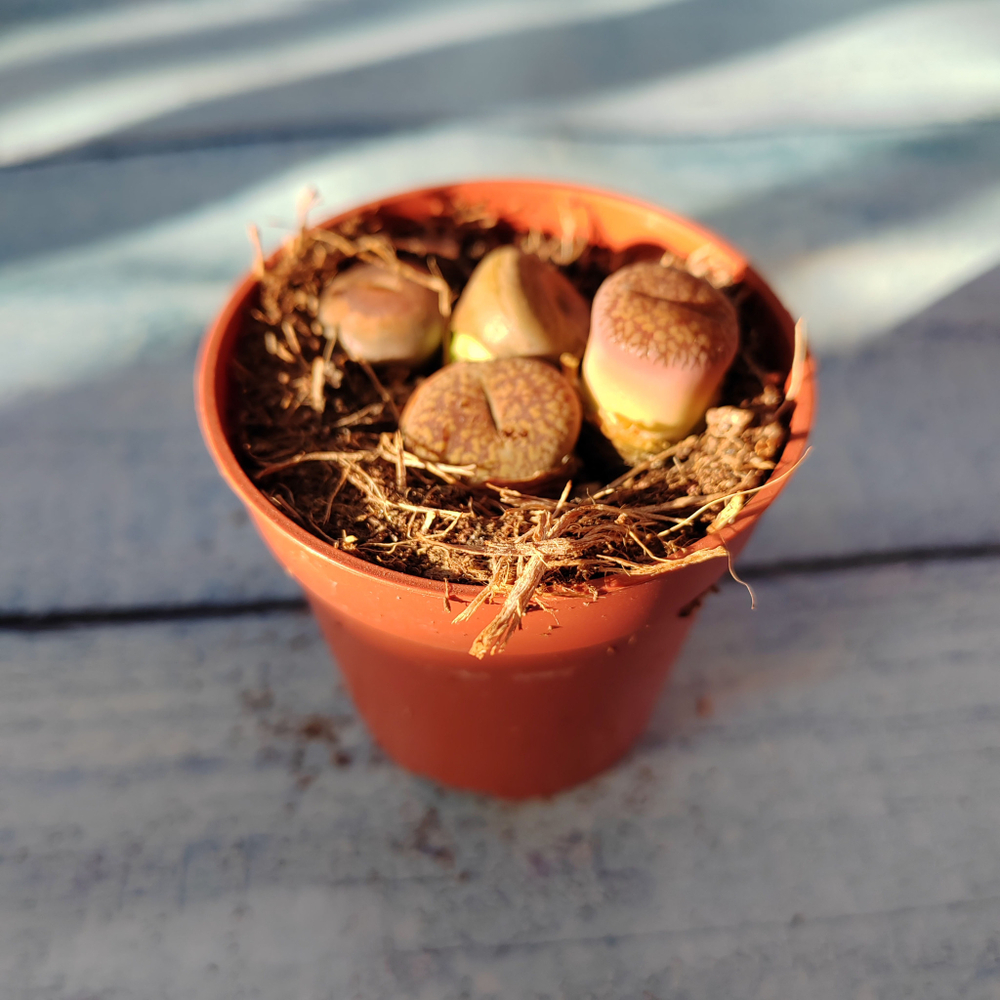 Lithops sp. (Литопсы)