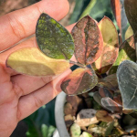 Замиокулькас RAVEN PINK VAR