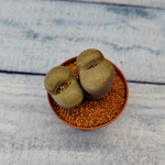 Lithops sp. (Живые камни)