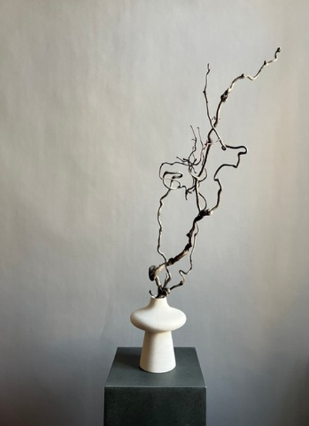 Корилус коряга