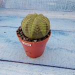 Euphoria Obesa (Эуфорбия)