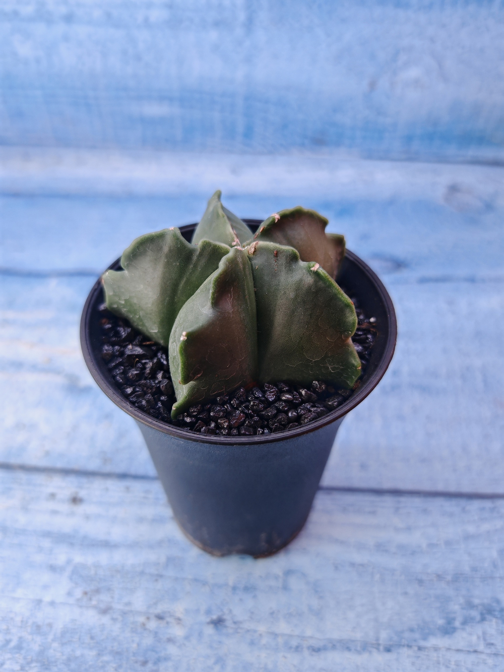 Astrophytum Myriostigma monstrosa (Астрофитум)