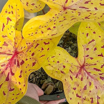 Каладиум LUEANG SUREE CHAN