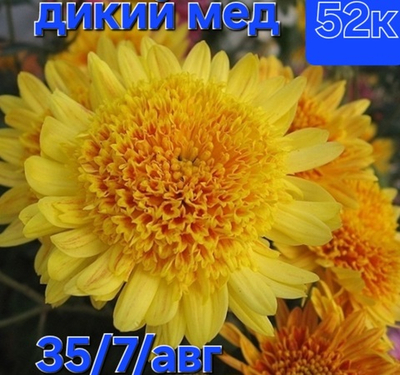 САЖЕНЦЫ ХРИЗАНТЕМЫ КОРЕЙСКАЯ ДИКИЙ МЕД №52