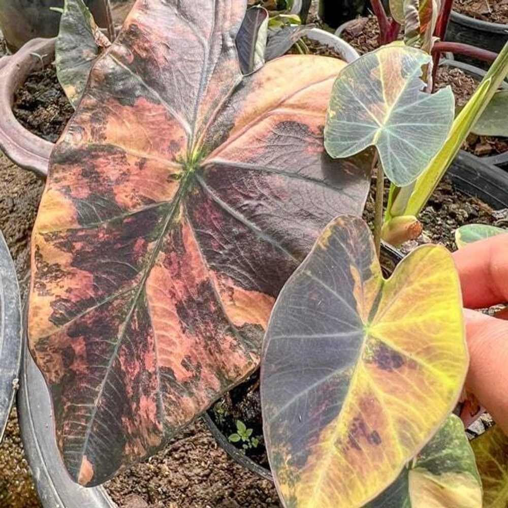 Колоказия ASSADUNG