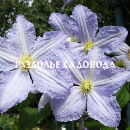 Клематис крупноцветковый Блектни Аниол (Голубой Ангел)