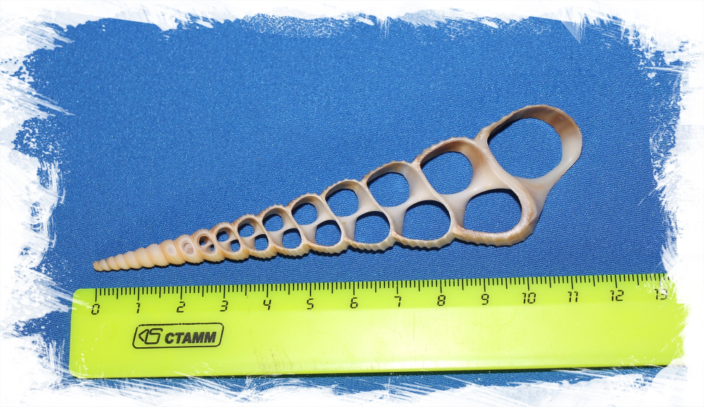 Срез Ракушки Турителлы