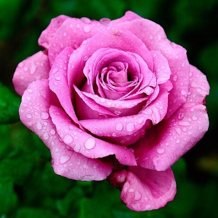 Роза чайно-гибридная Claude Brasseur