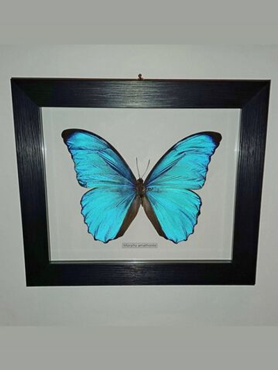 Бабочка Morpho amathonte в рамке