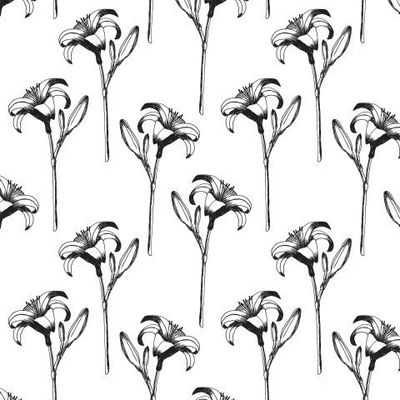 Лилия на белом фоне.