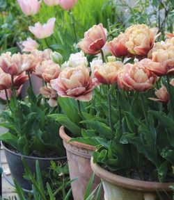 Тюльпан махровый Ля Бель Эпок Закупка М78 сентябрь 2026