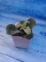 Kalanchoe Maltese Cross (Каланхоэ)