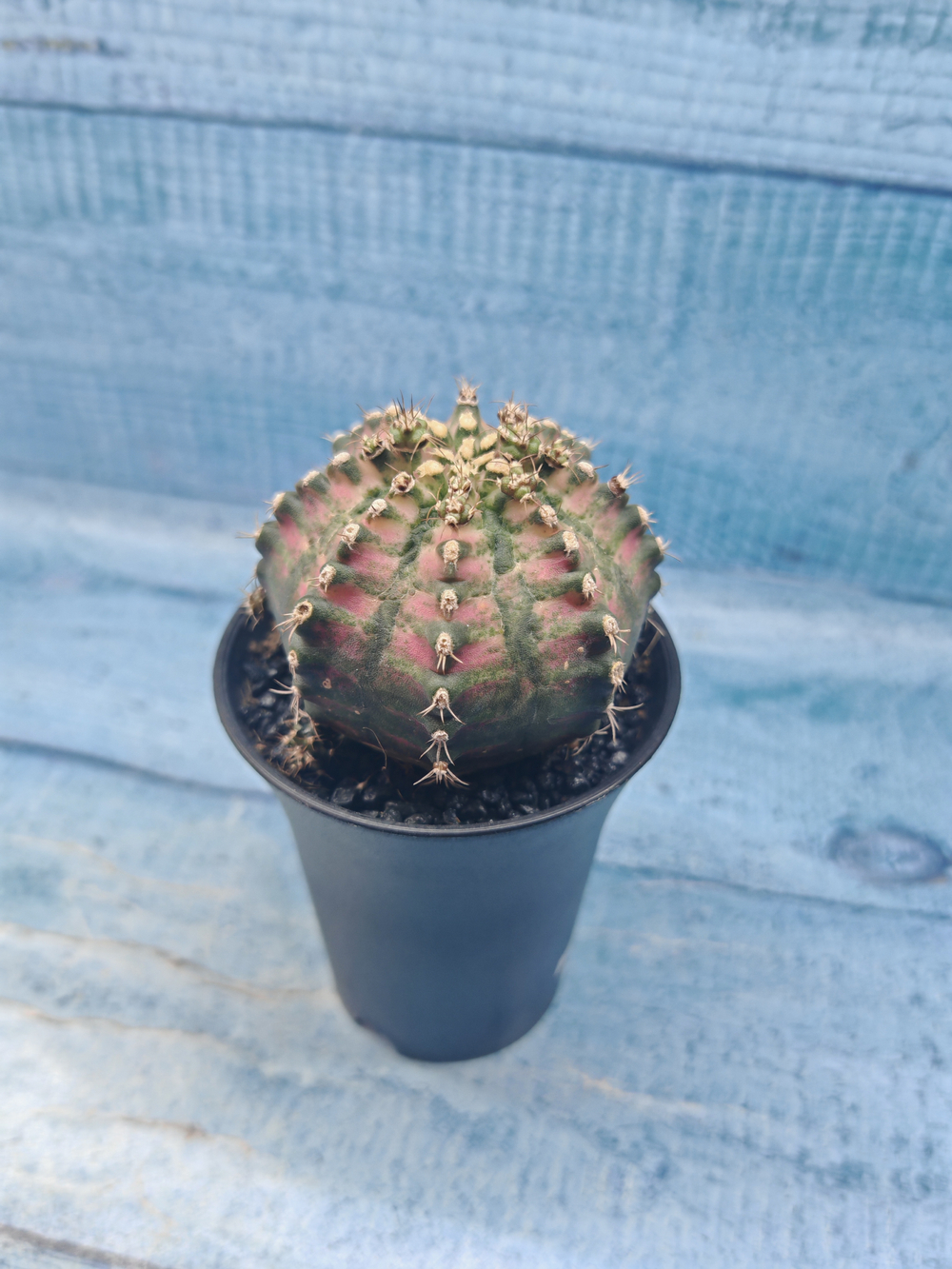 Gymnocalycium T-Rex Pink hybrid (Гимнокалициум T-rex)