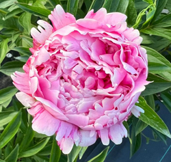 Пион Сарра Бернардт (Sarah Bernhardt)