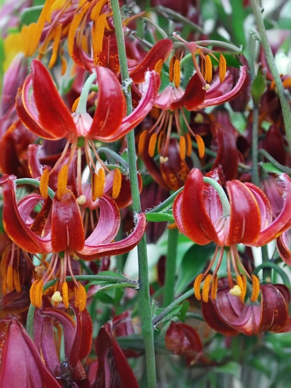 Лилия Клауди Шрайд (Мартагон-гибрид)