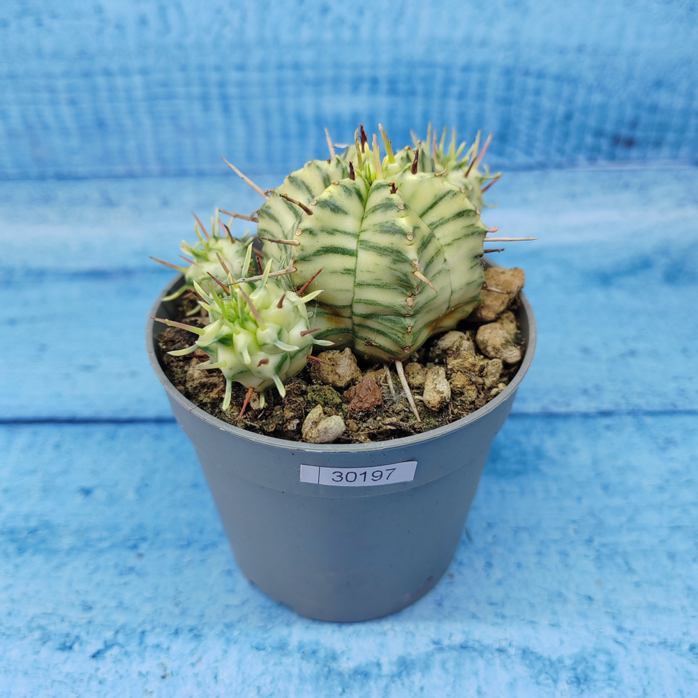 Euphorbia meloformis f. Variegated (Эуфорбия вариегатная)