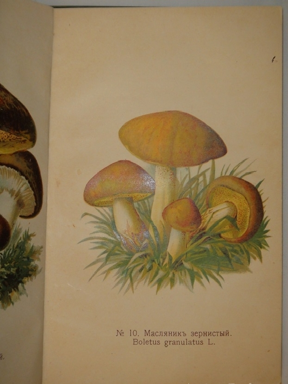 "Спутник любителя собирать грибы. Описания важнейших съедобных грибов, растущих в России". 1911г.