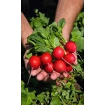 Семена Редис Смуглянка (УД) Е/П