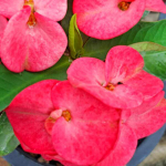 Эуфорбия Миля JERD JARAS