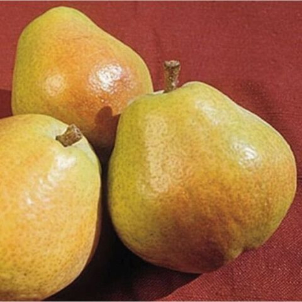 Груша зимняя Киффер (2-летка)ЗКС