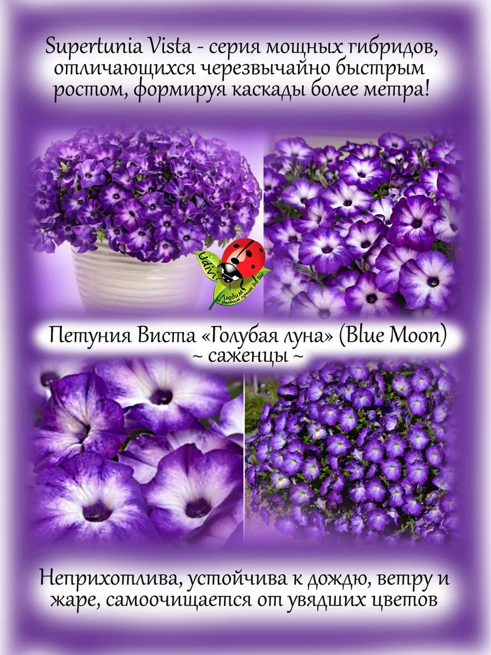 Петуния Виста "Голубая луна" супертуния Блу Моон