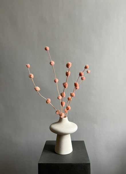 Гомфрена шаровидная стабилизированная розовая