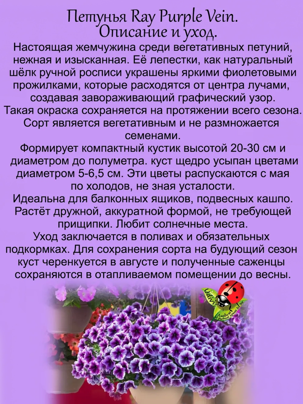 Петунья Пурпурная прожилка Рей Пурпл Вей