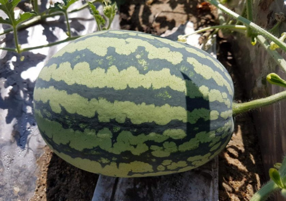 Арбуз Бедуин F1 5шт Мировые Семена VITA GREEN