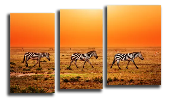 Модульная картина "Зебры Африки"