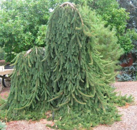 Ель обыкновенная Пендула Майор