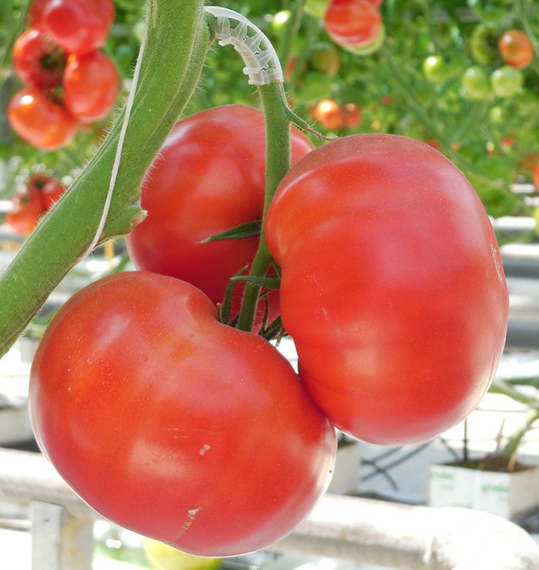 Ангара F1 семена томата индетерминантного (Гавриш) – фото 2