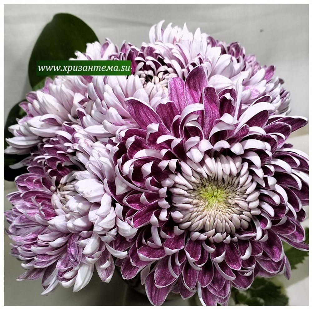 Glbert leigh purple ☘ о.74 (нет в наличии)